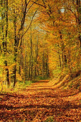 Обои деревья, солнце, лес, листья, листва, осень, тропа, trees, the sun, forest, leaves, foliage, autumn, trail разрешение 1920x1200 Загрузить