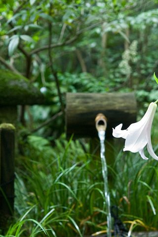 Обои деревья, цветок, забор, япония, сад, лилия, родник, trees, flower, the fence, japan, garden, lily, spring разрешение 1920x1200 Загрузить