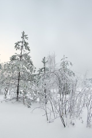 Обои снег, елка, зима, пейзаж, snow, tree, winter, landscape разрешение 2980x1975 Загрузить