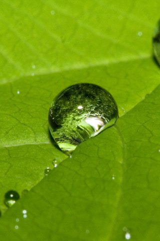 Обои зелёный, роса, капли, капля, лист, прожилки, зеленый лист, green, rosa, drops, drop, sheet, veins, green leaf разрешение 1920x1080 Загрузить