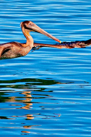 Обои вода, отражение, полет, птица, пеликан, water, reflection, flight, bird, pelican разрешение 1920x1080 Загрузить