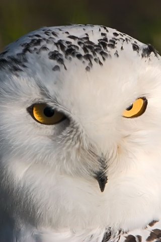 Обои сова, взгляд, хищник, птица, полярная сова, белая сова, owl, look, predator, bird, snowy owl, white owl разрешение 1920x1200 Загрузить