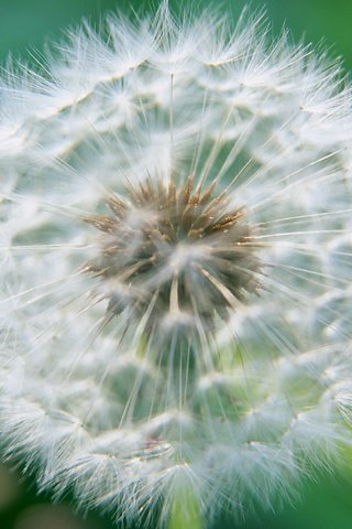 Обои цветок, одуванчик, пух, пушинки, былинки, flower, dandelion, fluff, fuzzes, blade разрешение 2950x2094 Загрузить