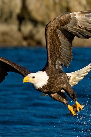 Обои вода, полет, крылья, брызги, орел, птица, water, flight, wings, squirt, eagle, bird разрешение 1920x1200 Загрузить