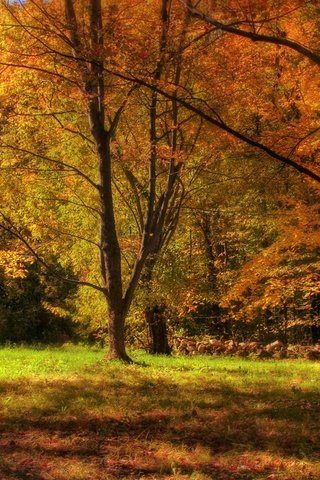 Обои деревья, природа, лес, листья, осень, trees, nature, forest, leaves, autumn разрешение 2048x1279 Загрузить