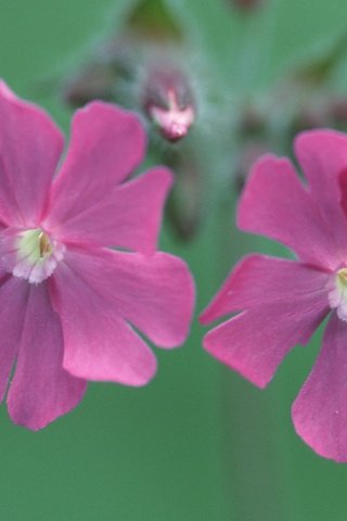 Обои цветы, смолевка, silene dioica, flowers, campion разрешение 1920x1080 Загрузить