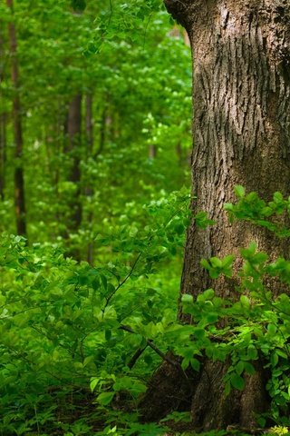 Обои трава, деревья, природа, зелень, лес, листья, ветки, листва, grass, trees, nature, greens, forest, leaves, branches, foliage разрешение 2560x1600 Загрузить