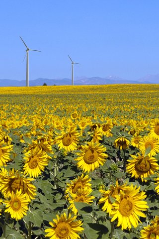 Обои поле, лето, подсолнухи, солнечно, field, summer, sunflowers, sunny разрешение 1920x1080 Загрузить