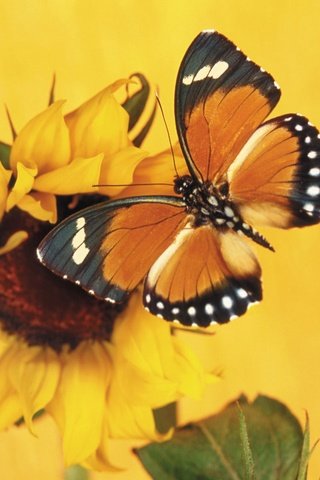 Обои насекомое, бабочка, крылья, подсолнух, монарх, insect, butterfly, wings, sunflower, monarch разрешение 1920x1440 Загрузить
