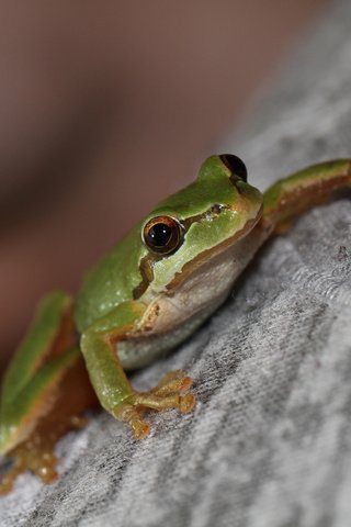 Обои лягушка, зеленая, свитер, древесная, квакша, frog, green, sweater, wood, treefrog разрешение 1920x1200 Загрузить