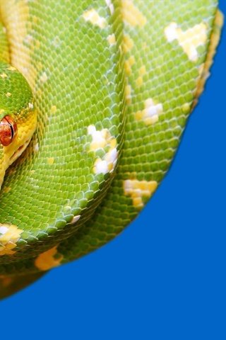 Обои глаза, красные, змея, зеленая, синий фон, рептилия, eyes, red, snake, green, blue background, reptile разрешение 1920x1200 Загрузить