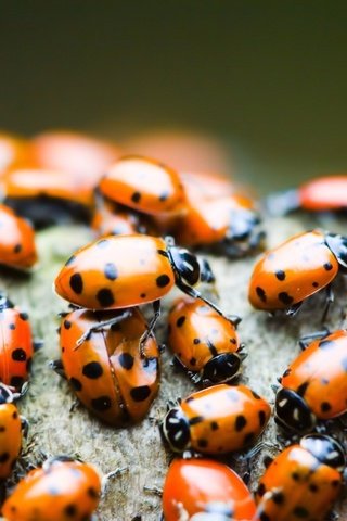 Обои насекомые, божья коровка, много, жуки, insects, ladybug, a lot, bugs разрешение 1920x1200 Загрузить