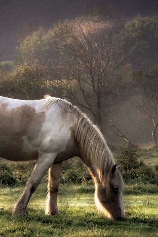 Обои трава, луг, лошади, кони, пастбище, белая лошадь, grass, meadow, horse, horses, pasture, white horse разрешение 1920x1200 Загрузить