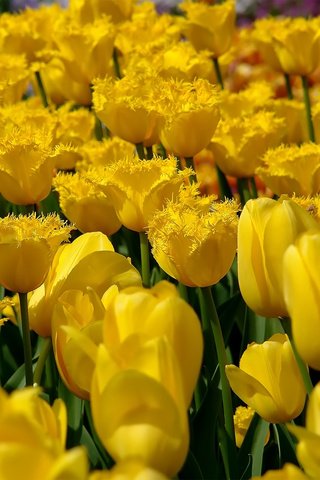 Обои цветы, природа, поле, тюльпаны, желтые, flowers, nature, field, tulips, yellow разрешение 1920x1200 Загрузить