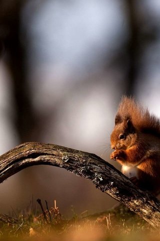 Обои ветка, лес, рыжая, сидит, ствол, белка, белочка, branch, forest, red, sitting, trunk, protein, squirrel разрешение 1920x1200 Загрузить