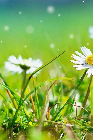 Обои цветы, трава, природа, ромашки, белые, боке, flowers, grass, nature, chamomile, white, bokeh разрешение 1920x1200 Загрузить