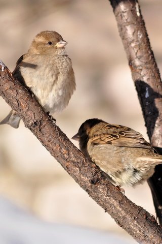 Обои солнце, птицы, весна, воробей, воробьи, the sun, birds, spring, sparrow, sparrows разрешение 3694x2848 Загрузить