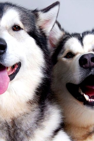 Обои пара, отдых, хаски, язык, собаки, pair, stay, husky, language, dogs разрешение 2000x1125 Загрузить