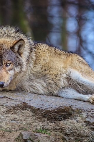 Обои природа, лес, взгляд, лежит, хищник, камень, волк, nature, forest, look, lies, predator, stone, wolf разрешение 1920x1200 Загрузить