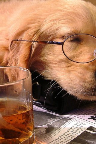 Обои очки, стакан, сон, собака, щенок, отдых, друг, чай, газета, glasses, glass, sleep, dog, puppy, stay, each, tea, newspaper разрешение 1920x1080 Загрузить