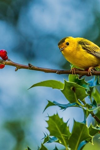 Обои ветка, листья, лето, птица, ягоды, желтая птичка, камышевка, branch, leaves, summer, bird, berries, yellow bird, warbler разрешение 1920x1280 Загрузить