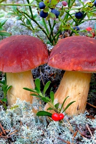 Обои природа, лес, грибы, nature, forest, mushrooms разрешение 2000x1501 Загрузить