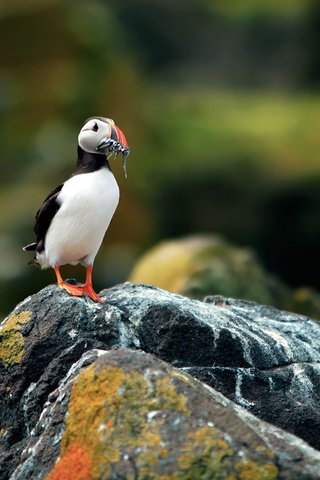 Обои фон, размытость, камень, птица, тупик, атлантический тупик, background, blur, stone, bird, stalled, atlantic puffin разрешение 2560x1600 Загрузить