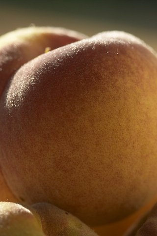 Обои макро, фрукты, фрукт, персики, персик, macro, fruit, peaches, peach разрешение 2560x1600 Загрузить