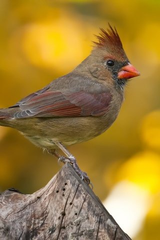 Обои макро, размытость, птица, пенек, кардинал, хохолок, macro, blur, bird, stump, cardinal, crest разрешение 1920x1281 Загрузить