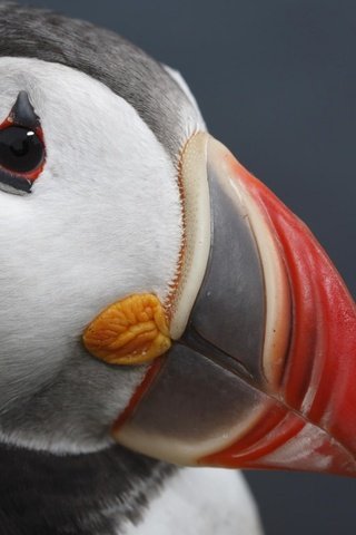 Обои макро, птица, клюв, тупик, голова, атлантический тупик, puffin, macro, bird, beak, stalled, head, atlantic puffin разрешение 1920x1200 Загрузить