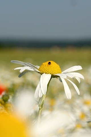 Обои цветы, природа, лето, ромашки, cvety, priroda, eto, flowers, nature, summer, chamomile разрешение 2560x1440 Загрузить