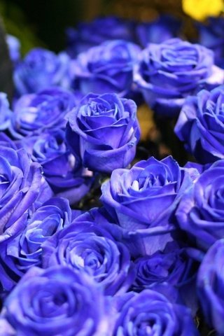 Обои цветы, синий, цветок, розы, букет, голубые розы, синие розы, flowers, blue, flower, roses, bouquet, blue roses разрешение 1920x1200 Загрузить