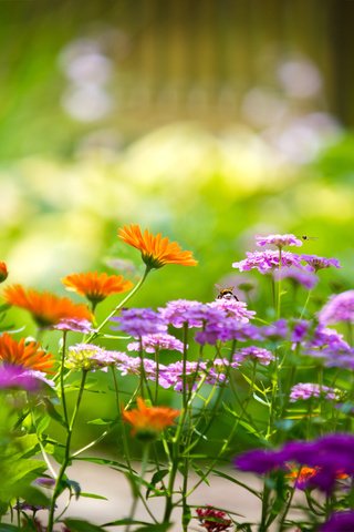 Обои цветы, зелень, поле, растение, cvety, krasota, leto, priroda, flowers, greens, field, plant разрешение 2560x1600 Загрузить