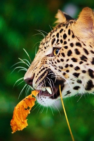 Обои морда, усы, леопард, лист, клыки, хищник, профиль, большая кошка, face, mustache, leopard, sheet, fangs, predator, profile, big cat разрешение 1920x1200 Загрузить