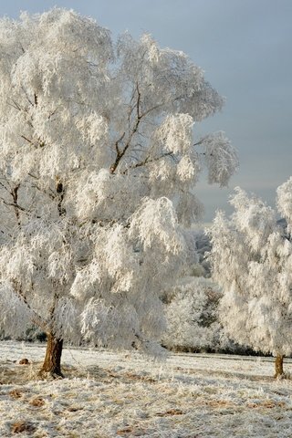 Обои небо, снег, дерево, лес, зима, пейзаж, поле, иней, the sky, snow, tree, forest, winter, landscape, field, frost разрешение 2560x1600 Загрузить