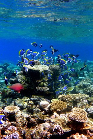 Обои рыбки, рыбы, кораллы, тропики, подводный мир, мальдивы, fish, corals, tropics, underwater world, the maldives разрешение 3072x2304 Загрузить