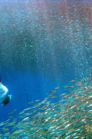 Обои рыбы, тропики, мальдивы, дайвинг, fish, tropics, the maldives, diving разрешение 3264x2448 Загрузить