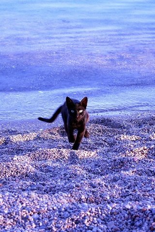 Обои море, пляж, кот, кошка, черный, sea, beach, cat, black разрешение 1920x1200 Загрузить