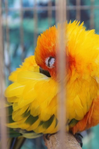 Обои желтый, сон, птица, клетка, попугай, оперение, yellow, sleep, bird, cell, parrot, tail разрешение 3088x2056 Загрузить