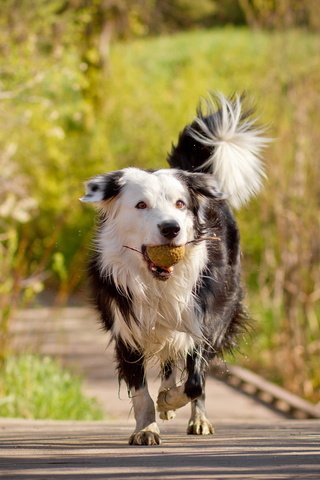 Обои деревья, мост, собака, друг, мяч, бордер-колли, trees, bridge, dog, each, the ball, the border collie разрешение 1920x1280 Загрузить