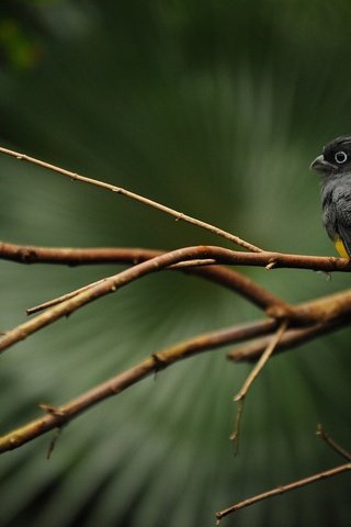 Обои ветка, дерево, птица, клюв, перья, черная, trogon caligatus, branch, tree, bird, beak, feathers, black разрешение 2560x1600 Загрузить