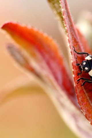 Обои макро, фон, божья коровка, размытость, cvetok, bozhya, korovka, listok, macro, background, ladybug, blur разрешение 1920x1200 Загрузить