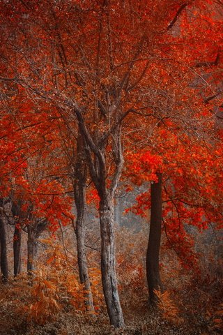 Обои лес, осень, forest, autumn разрешение 1920x1200 Загрузить