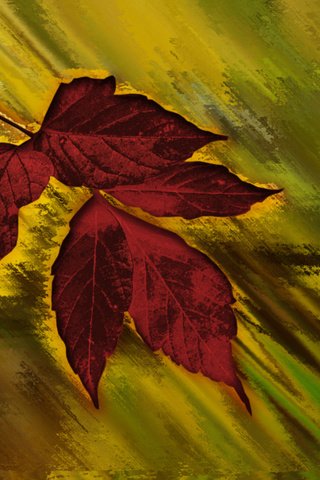 Обои кленовый лист, осенний цвет, maple leaf, autumn color разрешение 2560x1600 Загрузить