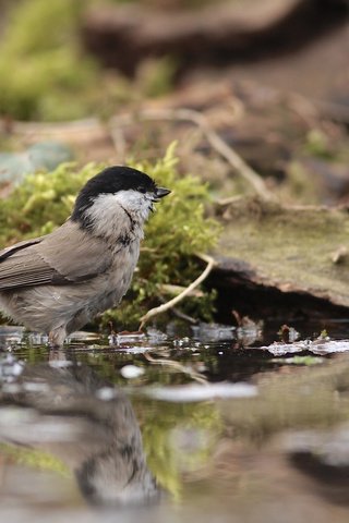 Обои вода, отражение, птицы, птица, мох, синица, синичка, water, reflection, birds, bird, moss, tit, titmouse разрешение 2048x1485 Загрузить