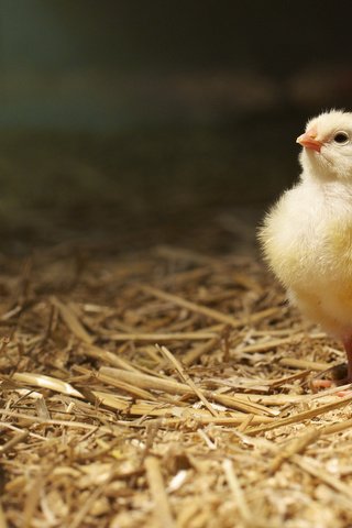 Обои фон, птица, цыплёнок, солома, background, bird, chicken, straw разрешение 2048x1152 Загрузить