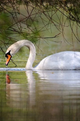 Обои вода, озеро, белый, птицы, лебедь, грация, шипун, water, lake, white, birds, swan, grace, mute разрешение 2048x1365 Загрузить