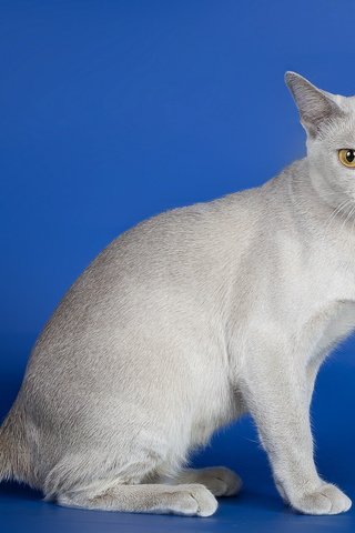 Обои кошка, взгляд, синий фон, серый кот, cat, look, blue background, grey cat разрешение 2560x1600 Загрузить