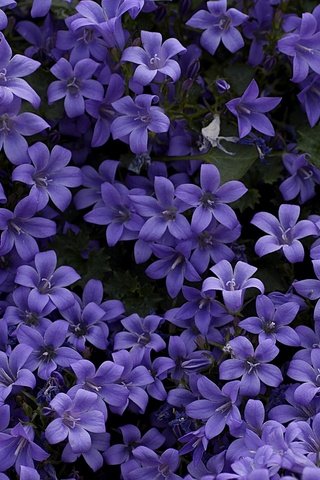 Обои цветы, колокольчики, ковер, фиолетовые, flowers, bells, carpet, purple разрешение 1920x1280 Загрузить