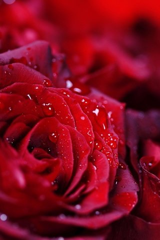 Обои капли, розы, красные, букет, много, drops, roses, red, bouquet, a lot разрешение 1920x1080 Загрузить